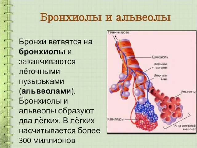 Бронхиолы и альвеолы Бронхи ветвятся на бронхиолы и заканчиваются лёгочными пузырьками