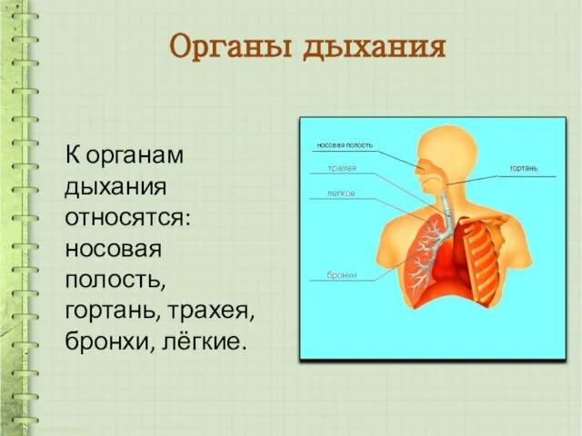 Органы дыхания К органам дыхания относятся: носовая полость, гортань, трахея, бронхи, лёгкие.