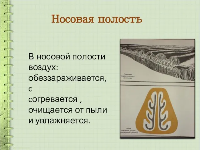 В носовой полости воздух: обеззараживается, c cогревается , очищается от пыли и увлажняется. Носовая полость