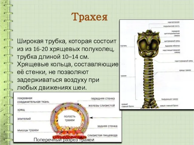 Трахея Широкая трубка, которая состоит из из 16-20 хрящевых полуколец, трубка