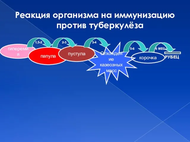 Отхождение казеозных масс корочка гиперемия папула пустула РУБЕЦ 1,5-2 2-3 3-4