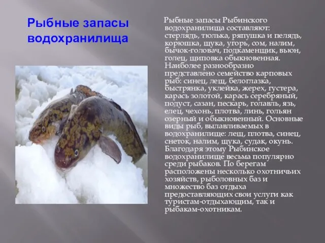 Рыбные запасы водохранилища Рыбные запасы Рыбинского водохранилища составляют: стерлядь, тюлька, ряпушка