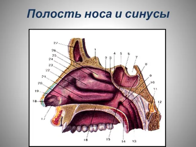 Полость носа и синусы