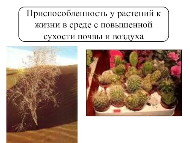 Приспособленность у растений к жизни в среде с повышенной сухости почвы и воздуха