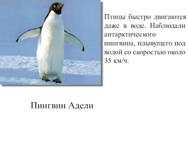 Птицы быстро двигаются даже в воде. Наблюдали антарктического пингвина, плывущего под