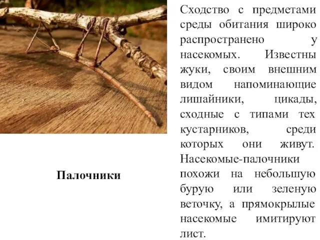 Сходство с предметами среды обитания широко распространено у насекомых. Известны жуки,