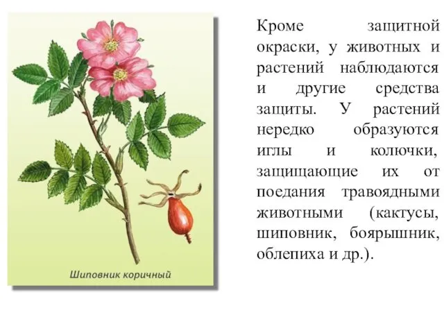 Кроме защитной окраски, у животных и растений наблюдаются и другие средства