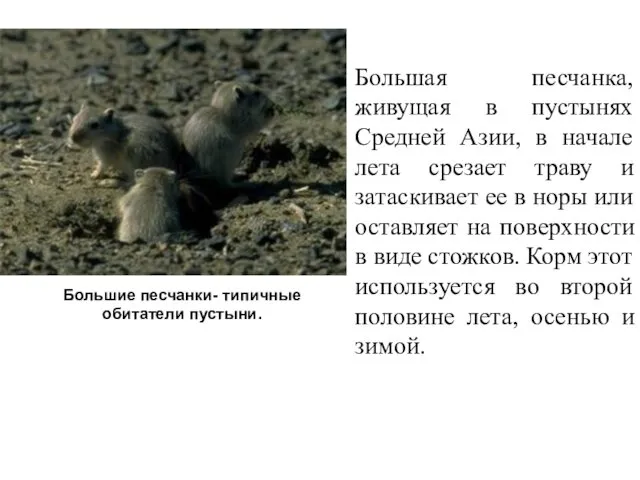 Большая песчанка, живущая в пустынях Средней Азии, в начале лета срезает