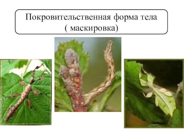 Покровительственная форма тела ( маскировка)