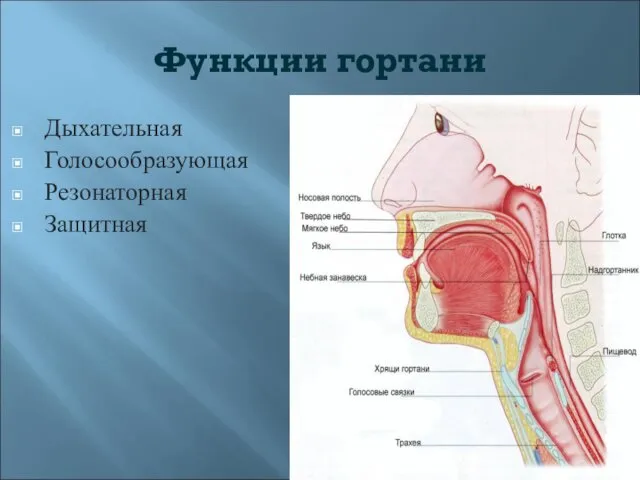 Функции гортани Дыхательная Голосообразующая Резонаторная Защитная