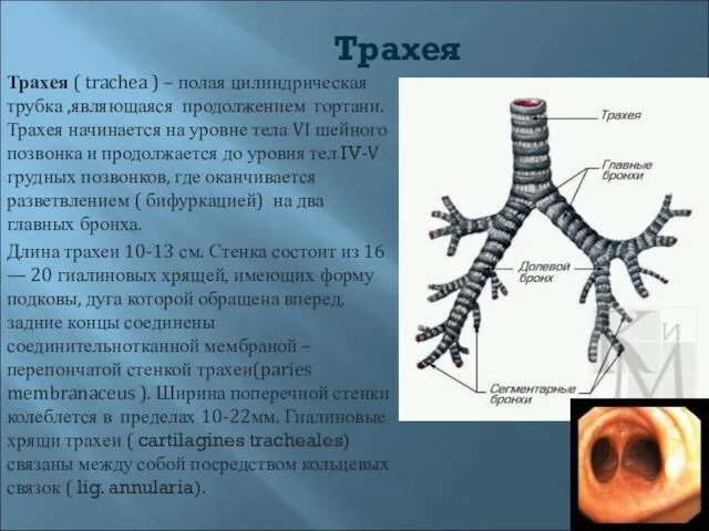 Трахея Трахея ( trachea ) – полая цилиндрическая трубка ,являющаяся продолжением