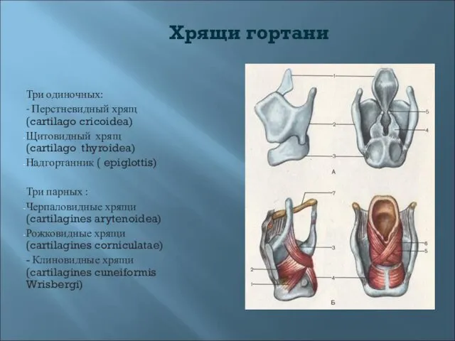 Хрящи гортани Три одиночных: - Перстневидный хрящ(cartilago cricoidea) Щитовидный хрящ (cartilago