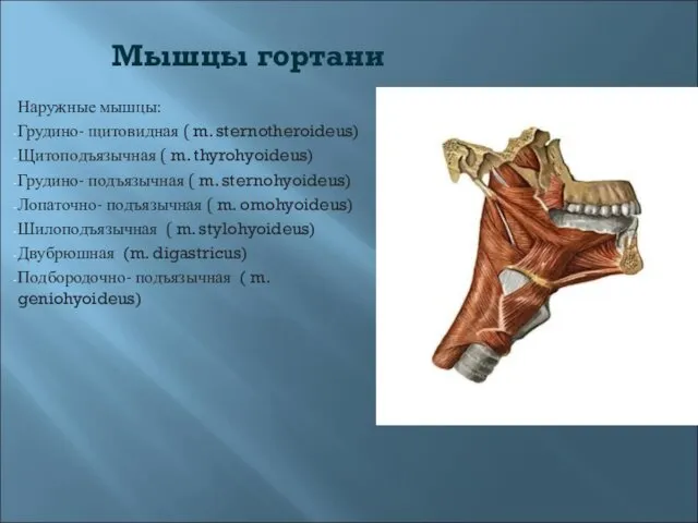 Мышцы гортани Наружные мышцы: Грудино- щитовидная ( m. sternotheroideus) Щитоподъязычная (