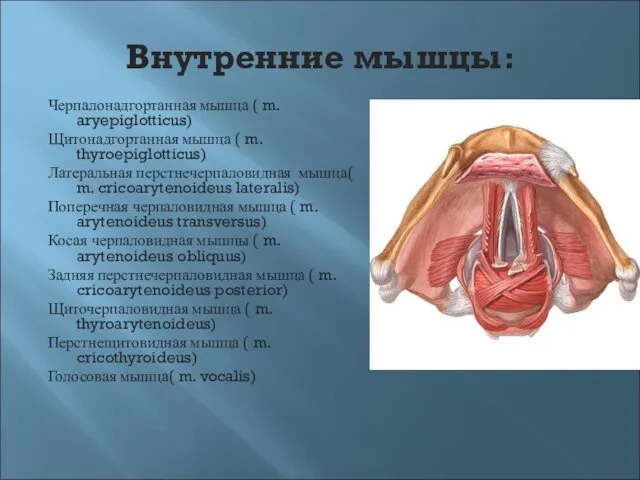 Внутренние мышцы: Черпалонадгортанная мышца ( m. aryepiglotticus) Щитонадгортанная мышца ( m.