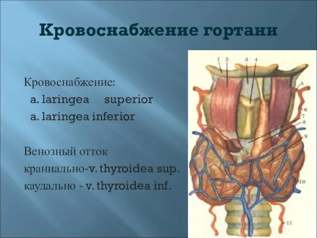 Кровоснабжение гортани Кровоснабжение: a. laringea superior a. laringea inferior Венозный отток