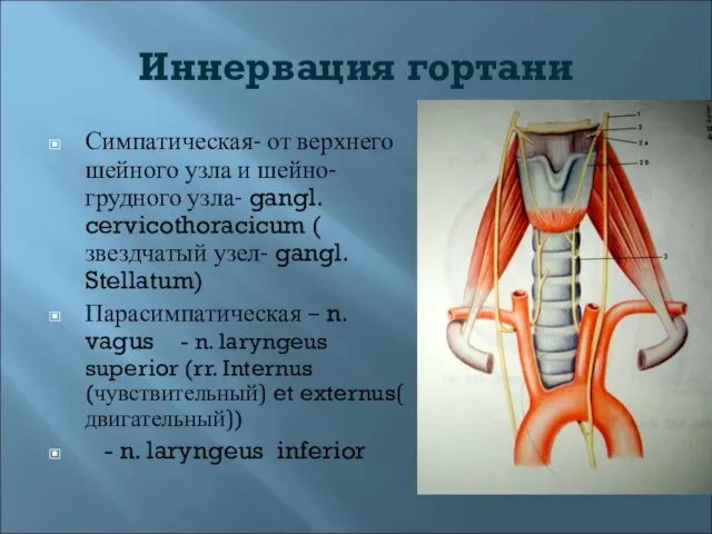 Иннервация гортани Симпатическая- от верхнего шейного узла и шейно-грудного узла- gangl.