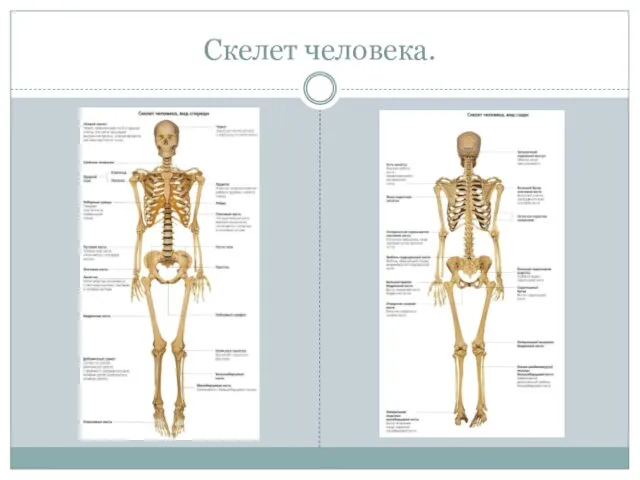 Скелет человека.