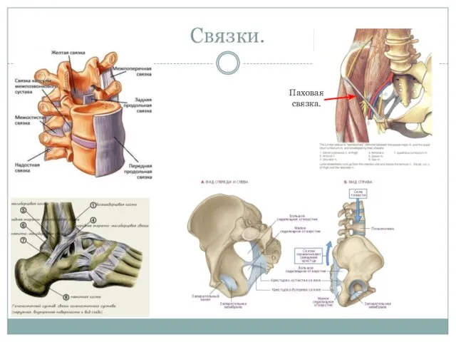 Связки. Паховая связка.