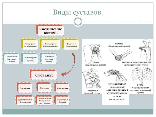 Виды суставов. Лучезапястный (элипсовидный) Запястно-пястный сустав большого пальца (седловидный)