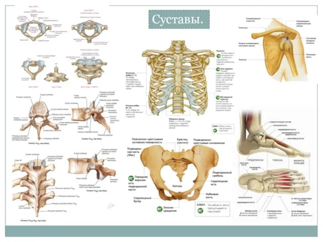 Суставы.