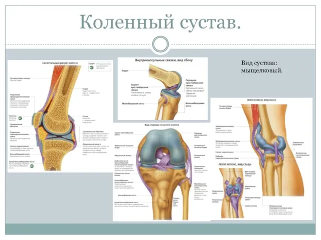 Коленный сустав. Вид сустава: мыщелковый.