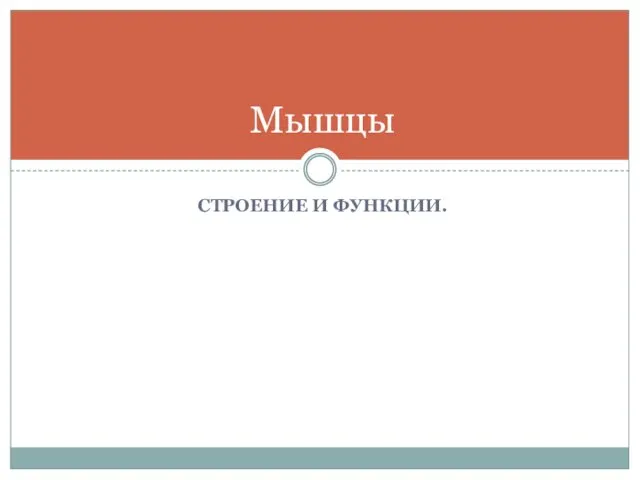 СТРОЕНИЕ И ФУНКЦИИ. Мышцы