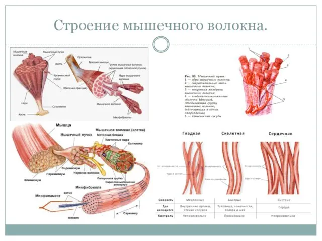 Строение мышечного волокна.