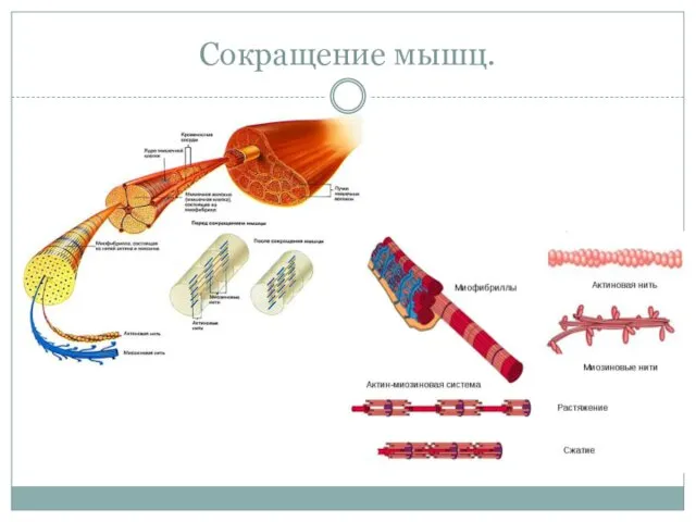 Сокращение мышц.