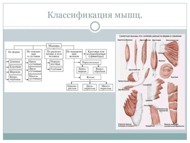 Классификация мышц.