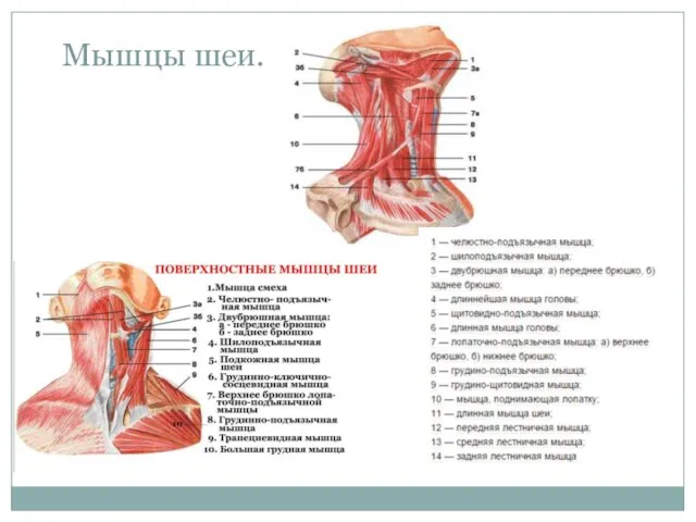 Мышцы шеи.