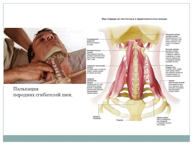 Пальпация передних сгибателей шеи.