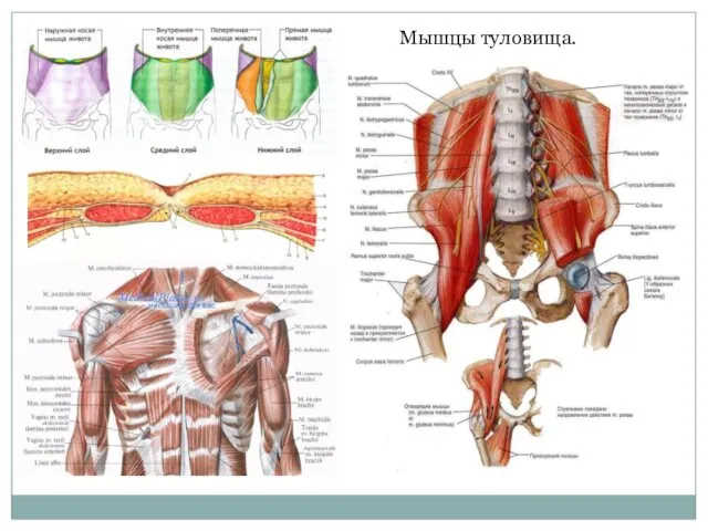 Мышцы туловища.