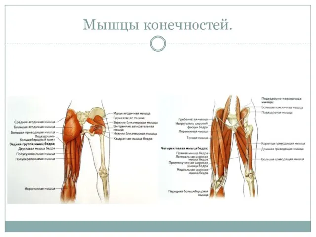 Мышцы конечностей.