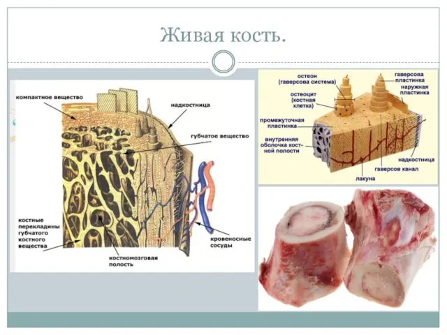 Живая кость.