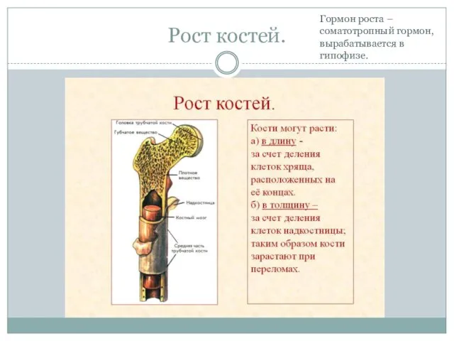 Рост костей. Гормон роста – соматотропный гормон, вырабатывается в гипофизе.