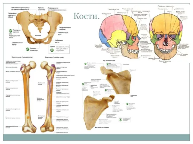Кости.