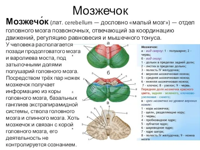 Мозжечок У человека располагается позади продолговатого мозга и варолиева моста, под