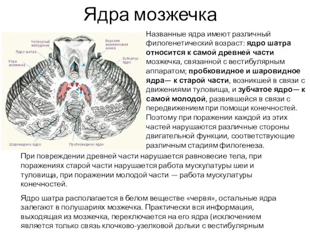 Ядра мозжечка Названные ядра имеют различный филогенетический возраст: ядро шатра относится