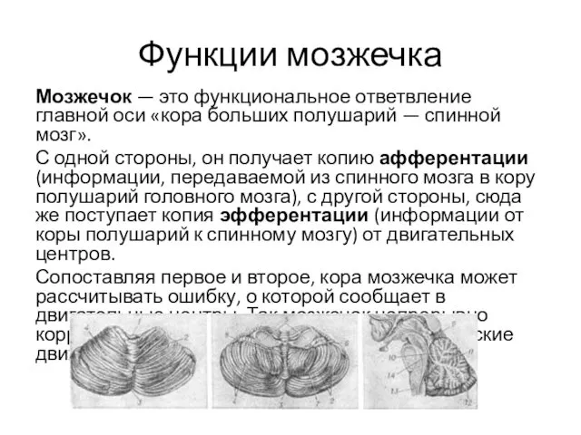 Функции мозжечка Мозжечок — это функциональное ответвление главной оси «кора больших