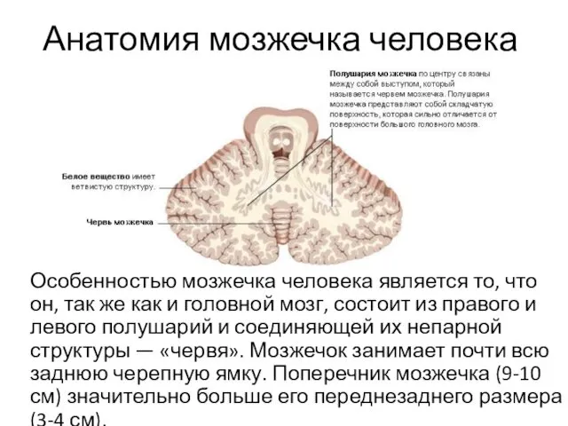 Анатомия мозжечка человека Особенностью мозжечка человека является то, что он, так