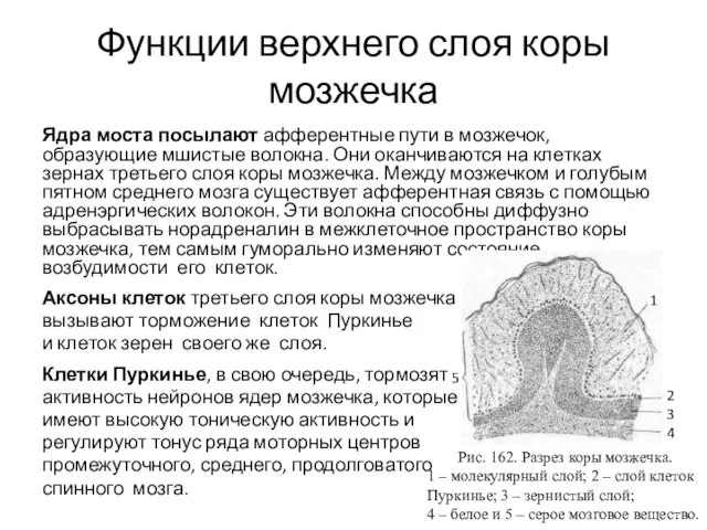 Функции верхнего слоя коры мозжечка Ядра моста посылают афферентные пути в