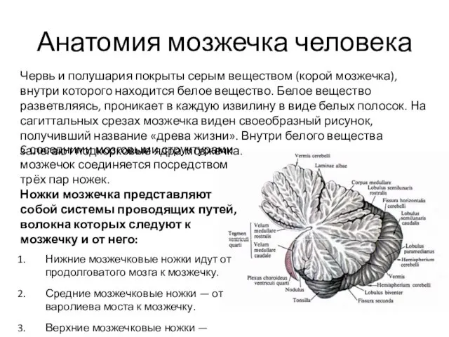 Анатомия мозжечка человека Червь и полушария покрыты серым веществом (корой мозжечка),