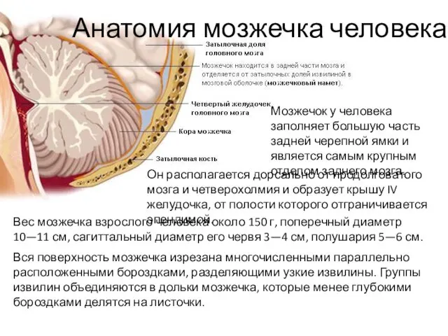 Мозжечок у человека заполняет большую часть задней черепной ямки и является