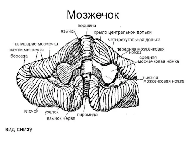 Мозжечок