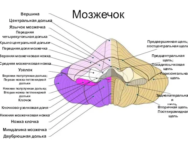 Вершина Центральная долька Язычок мозжечка Передняя четырехугольная долька Крыло центральной дольки