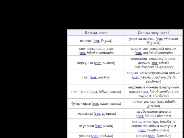 Дольки мозжечка Группы извилин образуют отдельные дольки мозжечка. Одноимённые дольки обоих