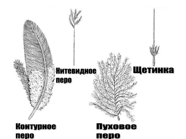 Контурное перо Пуховое перо Нитевидное перо Щетинка