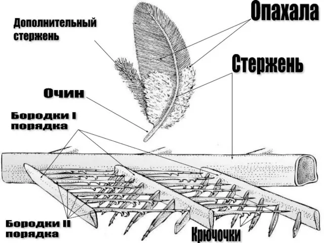 Опахала Стержень Очин Дополнительный стержень Бородки I порядка Бородки II порядка Крючочки