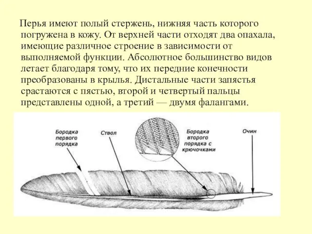 Перья имеют полый стержень, нижняя часть которого погружена в кожу. От