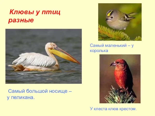 Клювы у птиц разные Самый большой носище – у пеликана. Самый